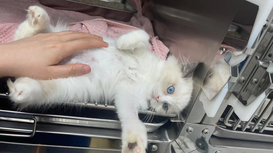 VetMedix Case Sharing丨 العلاج بالليزر البيطري عالي الطاقة لتورم الجلد الموضعي وإزالة الشعر بسبب 441
