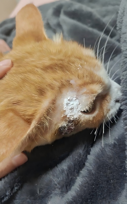 مشاركة حالة Vetmedix 丨حالة تطبيق العلاج بالليزر عالي الطاقة في علاج تقرح الجلد