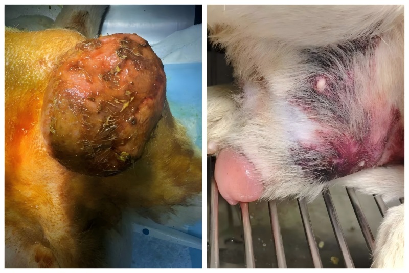 مشاركة حالة Vetmedix 丨تطبيق العلاج بالليزر عالي الطاقة في علاج تضخم البروستاتا