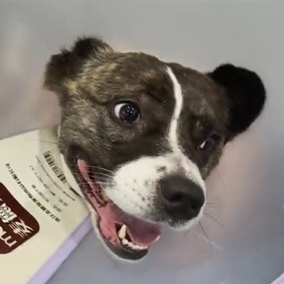 تقرير حالة Vetmedix 丨 استخدام العلاج بالليزر البيطري في علاج التهاب العصب الحاد لدى مريض الكلاب