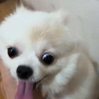 مشاركة حالة Vetmedix 丨حالة تطبيق الليزر عالي الطاقة في علاج سعفة الكلاب