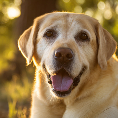 مشاركة حالة VetMedix 丨حالة تطبيق العلاج بالليزر عالي الطاقة في علاج أورام ما بعد الجراحة غير القابلة للشفاء حول الشرج